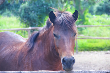 Soft focus eye of brown horse , animal face backgroundの写真素材