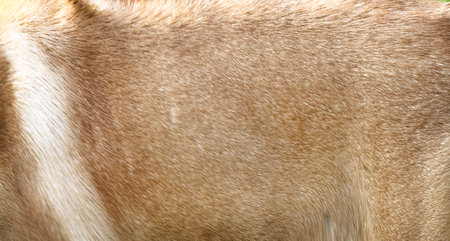 Rock melons or green cantaloupes group hanging on treeの写真素材