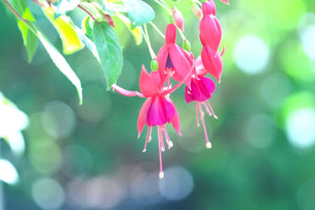 Woman donating blood in hospital ,  World blood donor day - June 14の写真素材