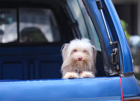 Clouds with breeze on  bluesky for summer background and copy spaceの写真素材