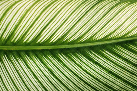 Close up brown wooden wall texture abstract for backgroundの写真素材
