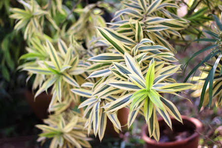 Isolated colorful blossom of red rose close up on white background , clipping pathの写真素材
