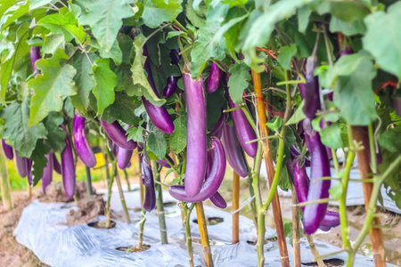 Colorful terrazzo old floor texture or polished stone backgroundの写真素材