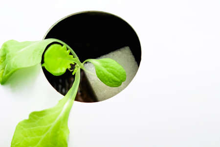 Capsicum annuum close up or  fresh red bell peppers hanging on tree in organic vegetable farm backgroundの写真素材