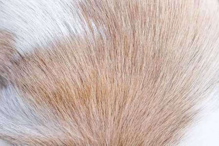 Vintage wooden dice with colorful paint dots isolated on white background , clipping pathの写真素材