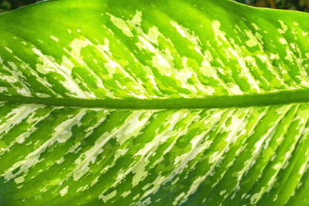 Green foliage texture close up vein patterns  backgroundの写真素材