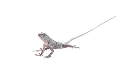 Lacertilia isolated on white background , clipping pathの写真素材