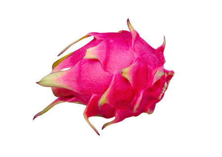 Close up pink endrobium orchids flowers on blurred tree backgroundの写真素材