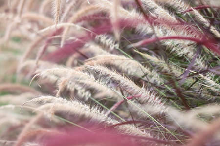 Colorful cosmos flowers on blurred green garden backgroundの写真素材