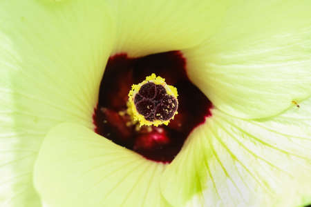 Colorful cosmos flowers on blurred green garden backgroundの写真素材