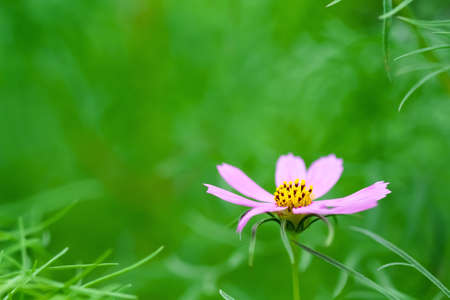 Colorful cosmos flowers on blurred green garden backgroundの写真素材