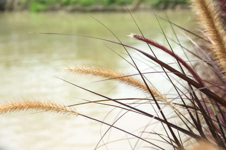 Common marmoset looking or small monkey in steel cage backgroundの写真素材