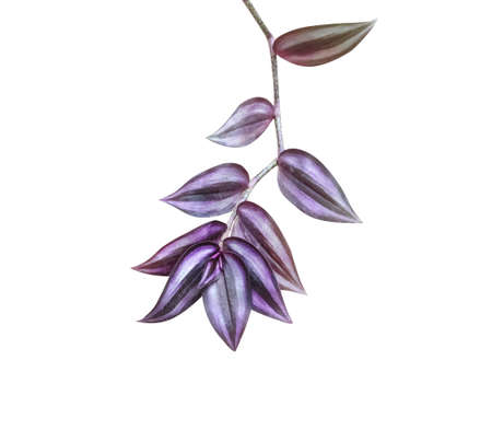 Single cute grey cat looking with decorative pink flower on head and lying on the floor in garden blurred backgroundの写真素材