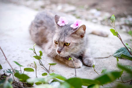 Single cute grey cat looking with decorative pink flower on head and lying on the floor in garden blurred backgroundの写真素材