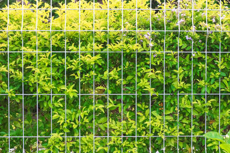 Sweet pink rose blossom blooming close up background for valentine or wedding dayの写真素材