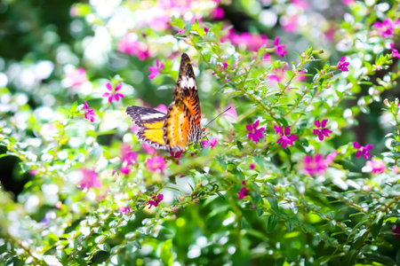 Close up butterfly drinking nectar from pink flower in garden background