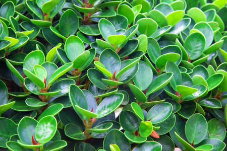 Xylotrupes gideon female male or Siamese rhinoceros beetle ( Fighting beetle )  isolated on white backgroundの写真素材