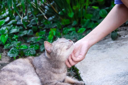 Spicy papaya salad with bean,egg , thai rice flour noodles, pork snack, in tray ,Thai food backgroundの写真素材
