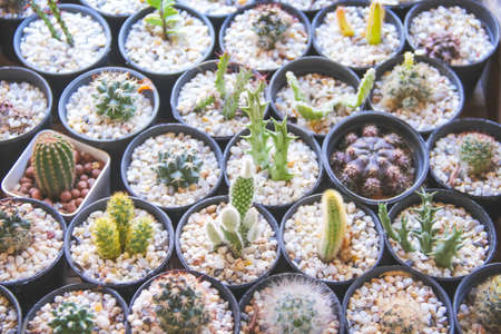 Cactus flowers in pot decorative with small white rocks patterns in natural garden background close upの写真素材