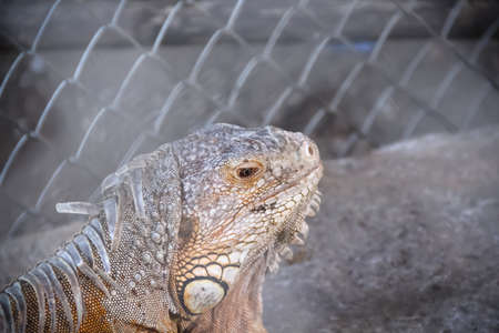 Close up Iguana on floor in steel cage, reptile pet backgroundの写真素材