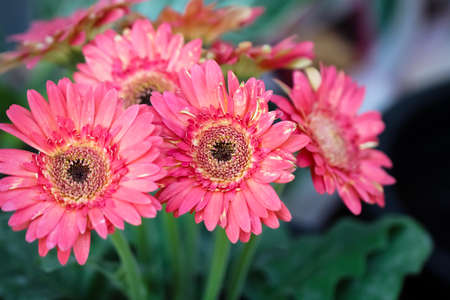 Gerbera or barberton daisy pink flowers blooming with green leaf stem in pot macro backgroundの写真素材