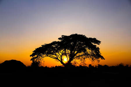 Silhouette of high rain tree with beautiful sunset in the evening rural Thailand on orage sky backgroundの写真素材
