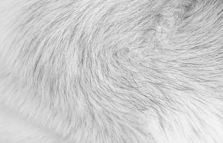 Furry dog with long line smooth texture white black patterns natural background
