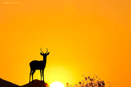 Silhouette single dear with horn standing on orange sky and sunrise nature backgroundの写真素材