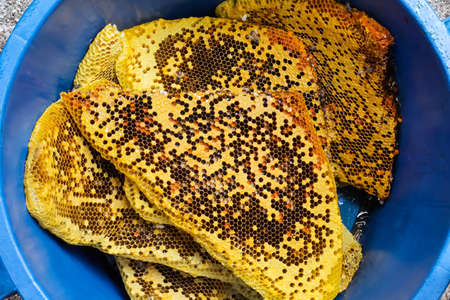 Top view many fresh honey combs bees in blue bucket