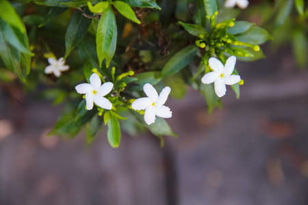 Fresh white sampaguita jasmine blooming with bud inflorescence and green leaves top view in nature garden backgroundの写真素材