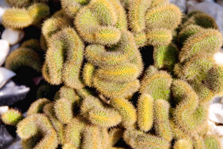 Gold green cactus flower top view in pot garden backgroundの写真素材