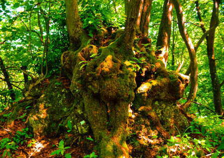 Old big tree in the forest, close-up. Nature background