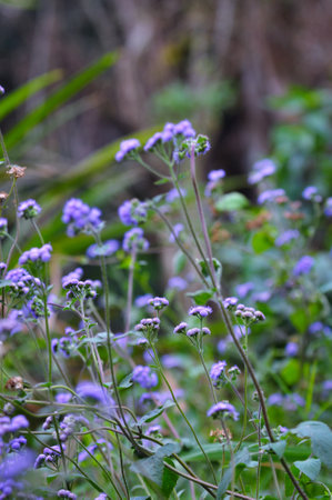 Purple flowers in the garden, selective focus, shallow DOF.