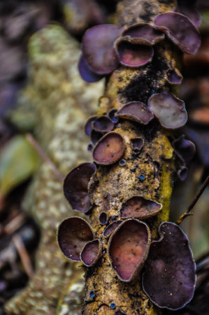 Hazel cup mushroom growing on tree branch.の写真素材