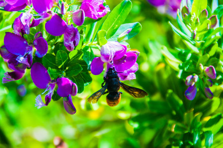 A bumblebee on a Polygala myrtifolia bush on a sunny day.