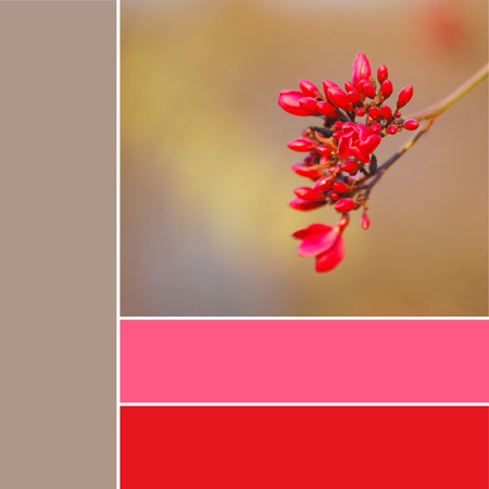 Red flower color paletteの写真素材
