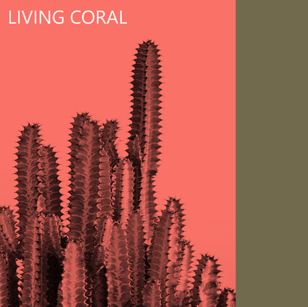 Cacti in black and gray tones with a coral color backgroundの写真素材