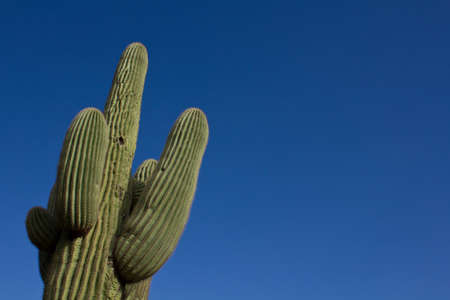 Large cactus with blue skyの写真素材