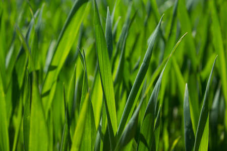 Thick grass close-up