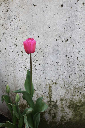 Single lonely pink roseの写真素材