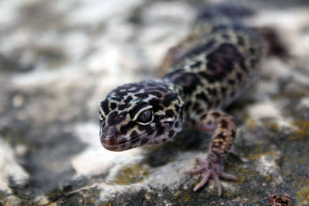 healthy adult leopard geckoの写真素材