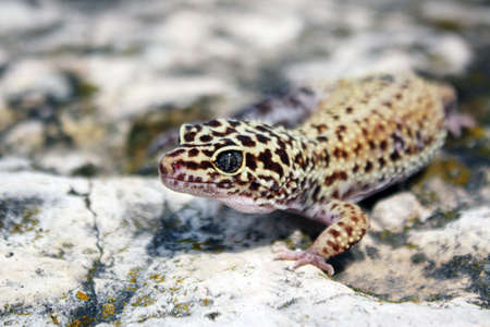 healthy adult leopard geckoの写真素材