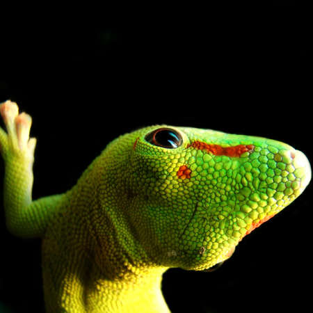 madagascar giant day gecko                          の写真素材