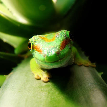 madagascar giant day gecko                           の写真素材