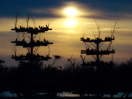     the sun sets behind an endangered bird rookery                              の写真素材