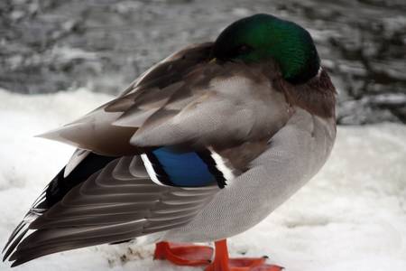 male mallard duckの写真素材