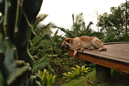 dog lying peacefully in a wood near deckの写真素材