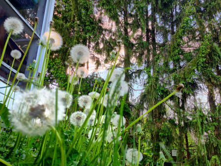 Dandelions in grass.の素材