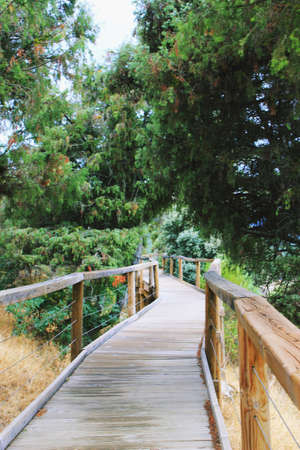 quiet walk on a wooden pier through the forestの写真素材