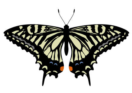 Butterflies that live in Japanのイラスト素材